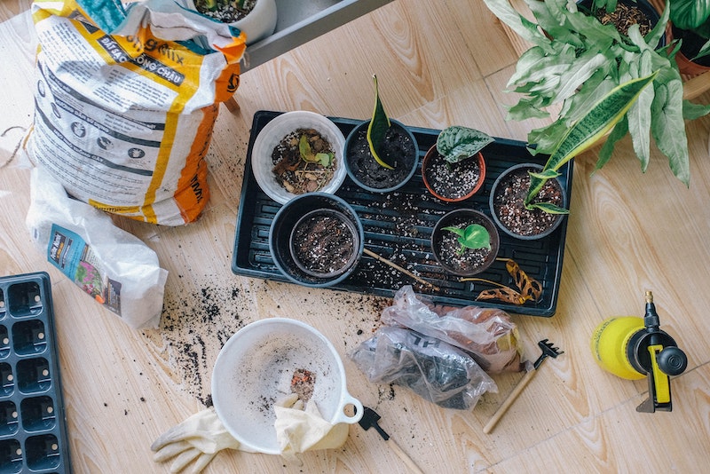 supplies-for-propagating-houseplants.jpg