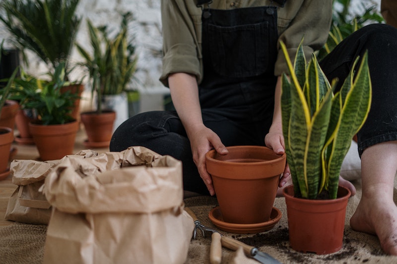 supplies-for-repotting-snakeplant.jpg