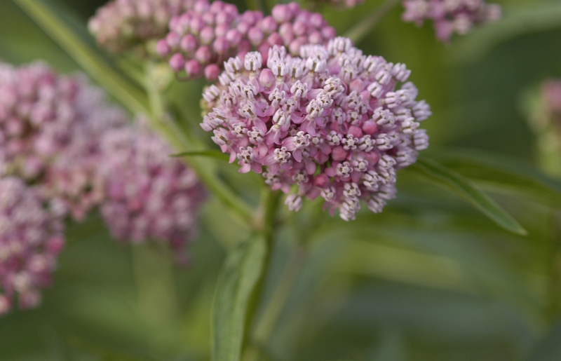 swamp-milkweed-cinderella-pink-blooms.jpg