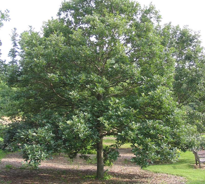 swamp-white-oak-in-the-landscape.jpg