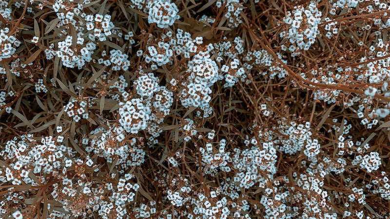 sweet-alyssum-blooms-in-cold-weather.jpg