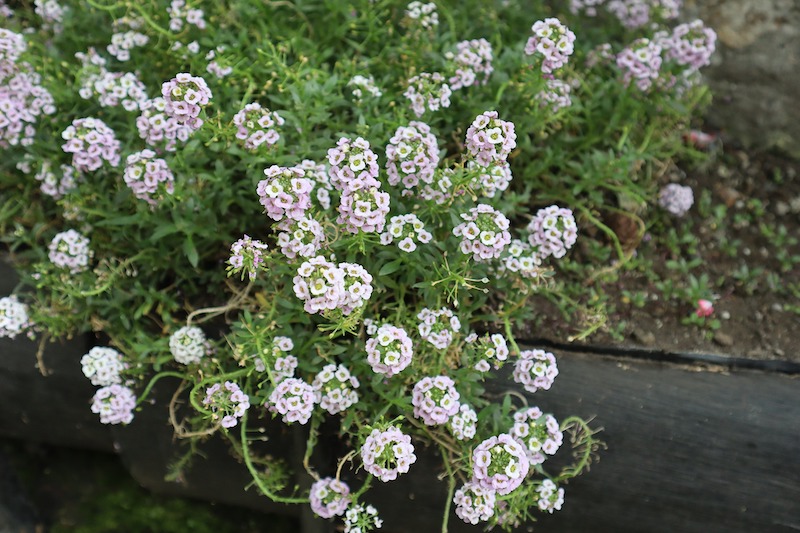 sweet-alyssum-with-leggy-growth.jpg