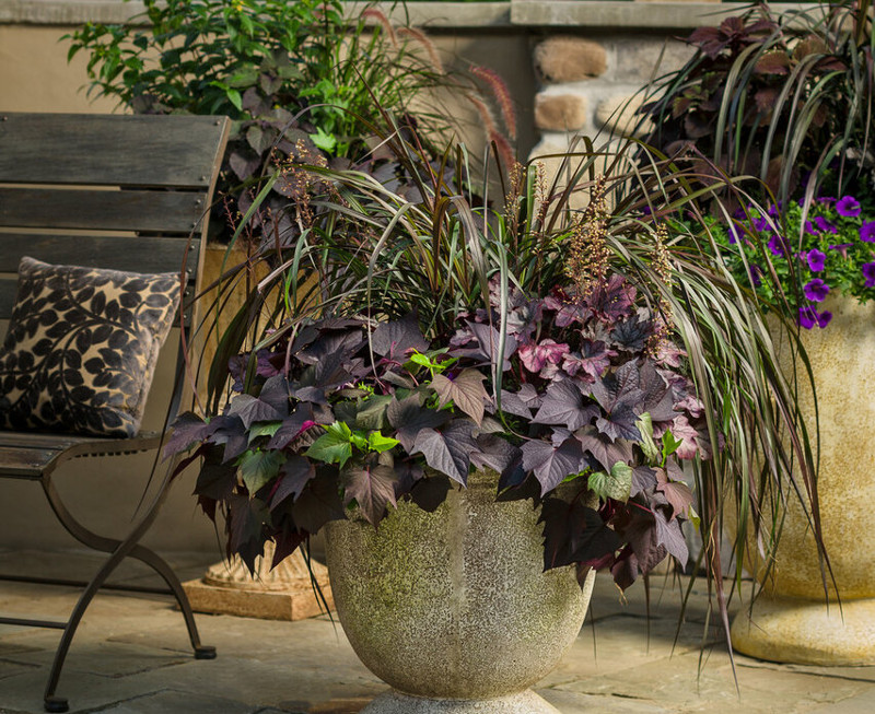 sweet-potato-vine-growing-in-patio-planter.jpg