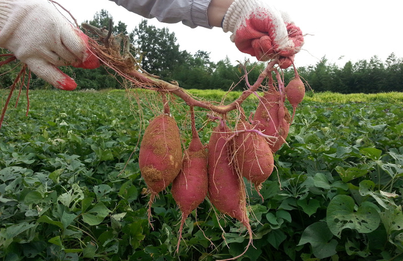Are Sweet Potato Vine Poisonous Plant Addicts