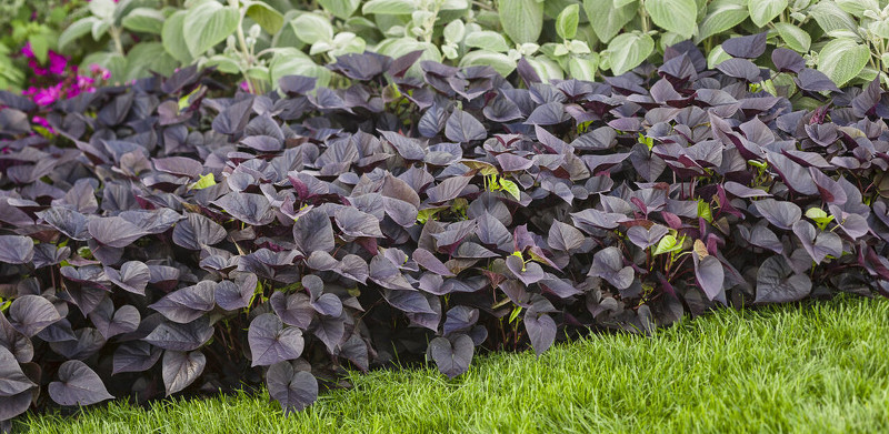 is sweet potato vine bad for dogs