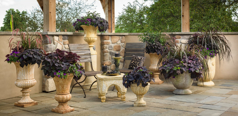 sweet-potato-vines-growing-in-garden-patio-planters.jpg