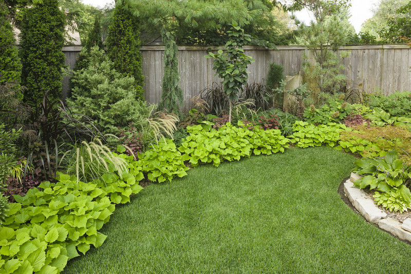 sweet-potato-vines-growing-in-the-garden-as-a-border.jpg