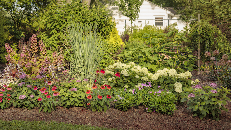 tall-cushion-phlox-with-diervilla-kodiak-red-gatsby-pink-oakleaf-hydrangea-invincibelle-limetta-invincibelle-mini-mauvette-hydrangea-and-summersong-firefinch-coneflower.jpg