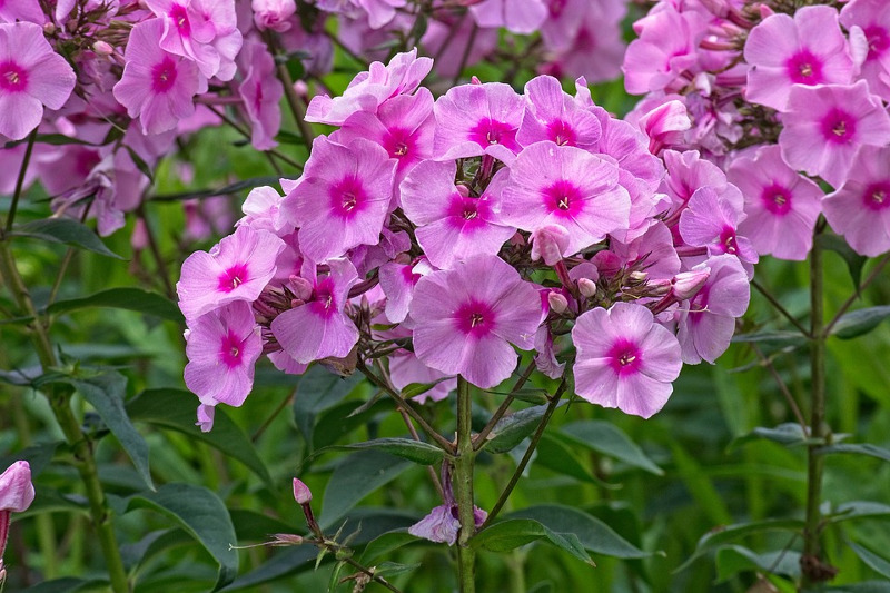 tall-phlox-blooming.jpg