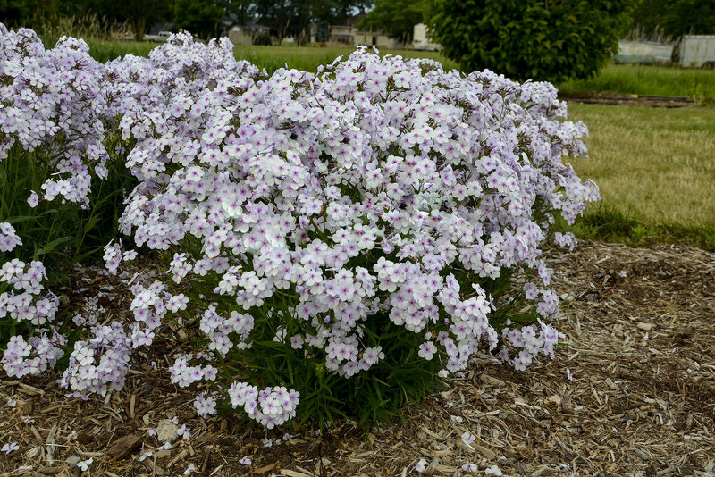 tall-phlox-planted-in-the-garden-with-mulch-around-it.jpg