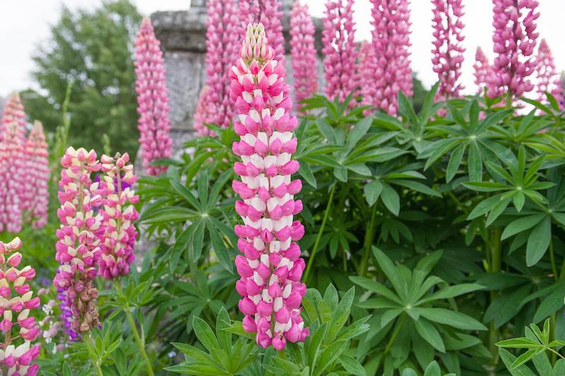 tall-pink-and-white-lupine-in-bloom.jpg