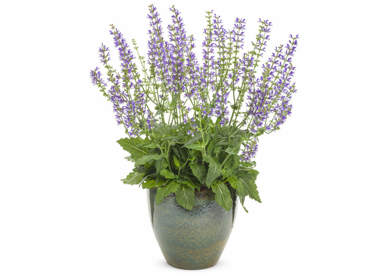 tall-salvia-plant-growing-in-garden-planter.jpg