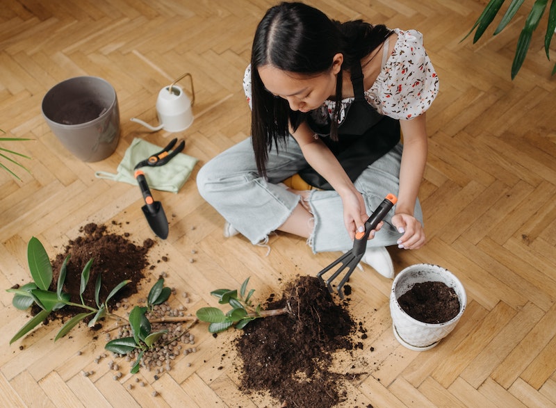 teasing-roots-during-ficus-repotting.jpg