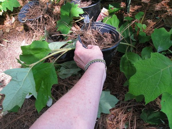 the-finished-hydrangea-grounding-procedure-compressor.jpg