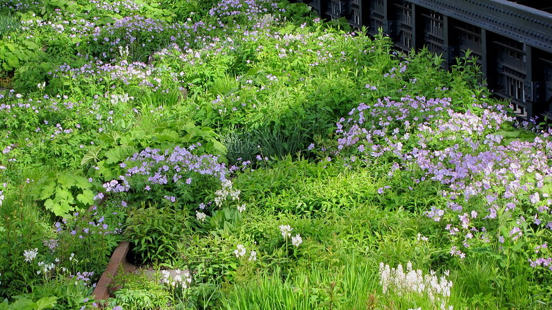 the-high-line-planting-with-geranium-maculatum-dodecatheon-media-tiarella-cordifolia-oxalis-violacea-and-heuchera-villosa-autumn-bride-.jpg