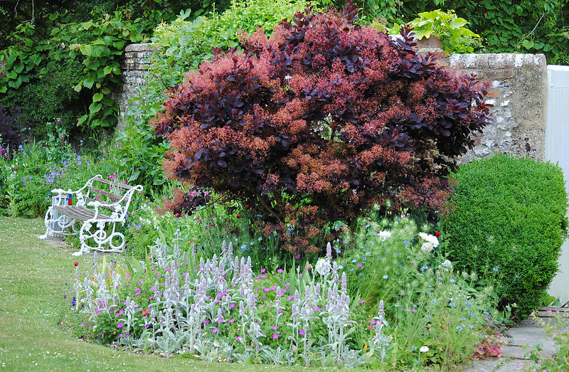 the-old-vicarage-planting-with-smoke-tree-boxwood-hardy-geranium-and-lamb-s-ear.jpg