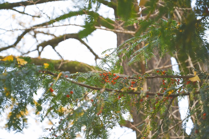 thinning-branches-of-yew-tree.jpg