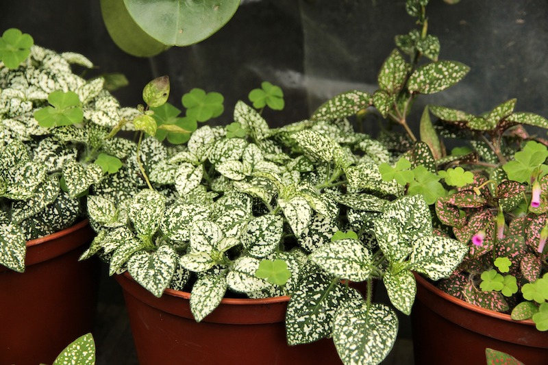 three-containers-of-polka-dot-plant.jpg