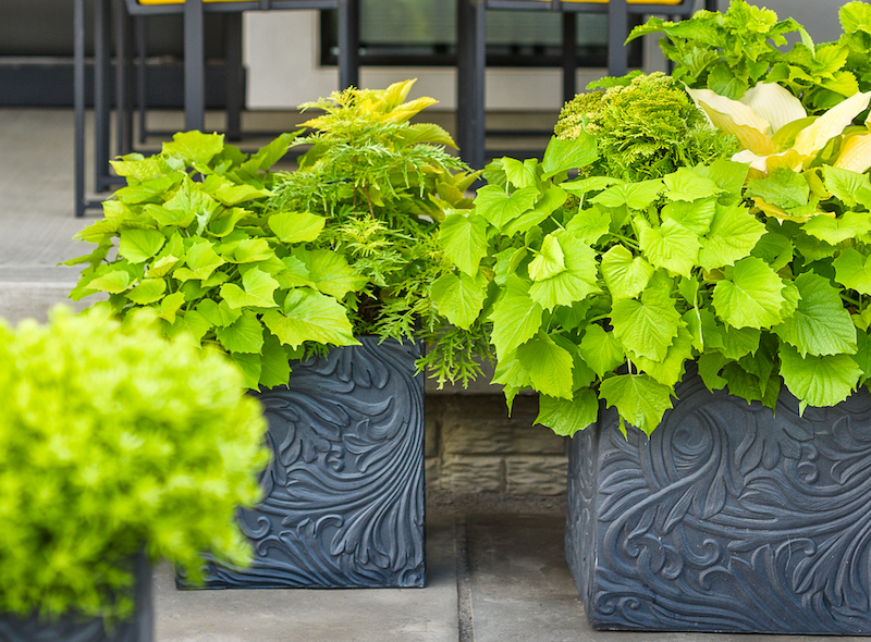 three-decorative-containers-planted-with-lemony-lace-elderberry-sedum-sweet-potato-vine-coleus-hosta-and-arborvitae.jpg