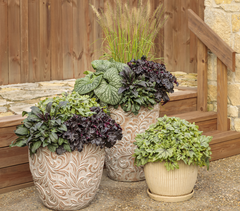 three-decorative-pots-planted-with-midnight-masquerade-beardtongue-brunnera-coral-bells-foamy-bells-and-fountain-grass.jpg