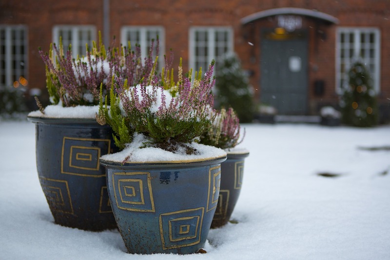 three-pots-of-heather-in-snow.jpg