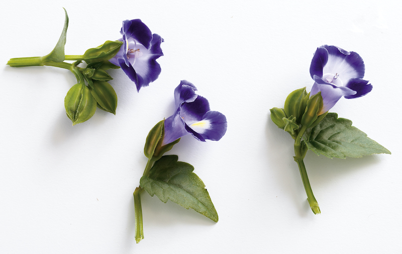 three-stems-of-torenia.jpg