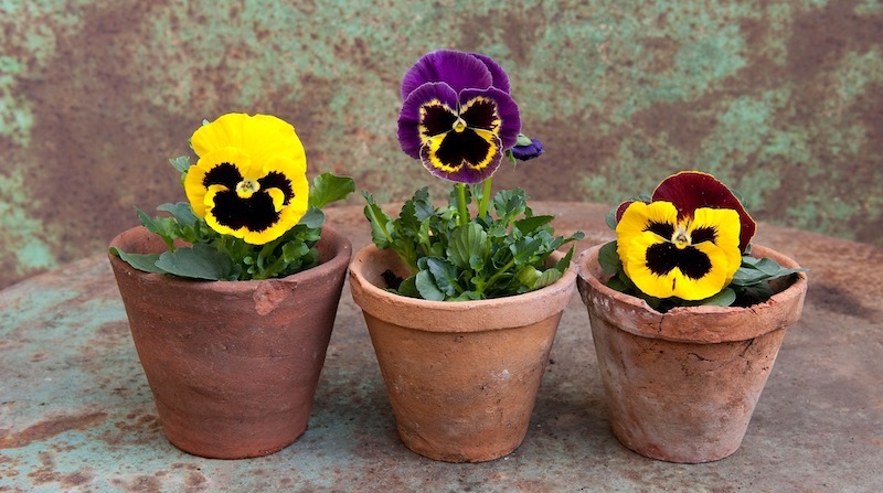 three-terracotta-pots-with-pansies.jpg