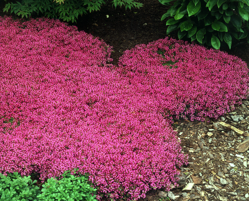 thymus-coccineus-in-bloom.jpg