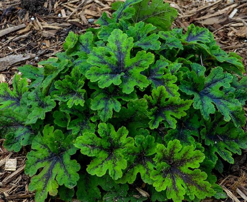 tiarella-fingerpaint-foliage.jpg