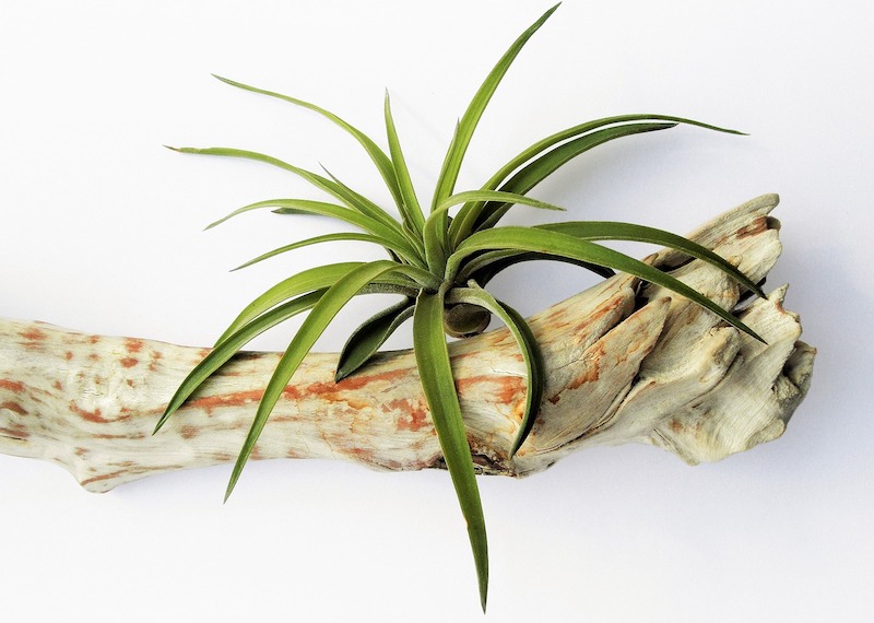 tillandsia-attached-to-piece-of-driftwood.jpg