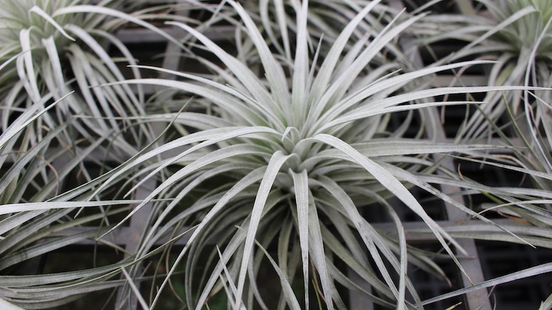 tillandsia-cotton-candy-foliage.jpg