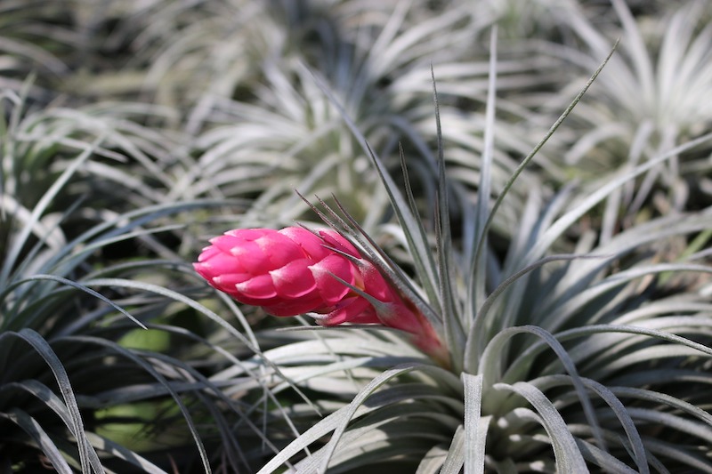 tillandsia-cotton-candy-in-bloom.jpg