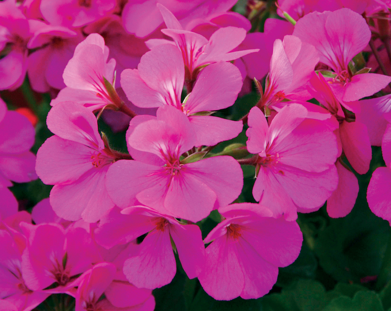 timeless-lavender-geranium-flowers.jpg