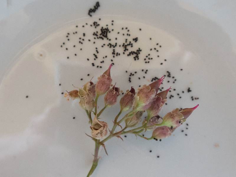 tiny-seeds-of-heuchera-micrantha.jpg