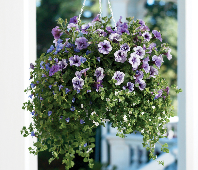 torenia-combination-in-hanging-basket.jpg