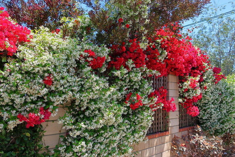 trachelospermum-jasminoides-confederate-jasmine-growing-with-bougainvillea-sp-agonis-jervis-bay-afterdark-and-kalanchoe-orgyalis.jpg