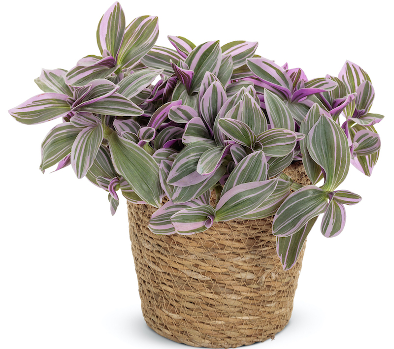 tradescantia-feeling-flirty-purple-in-basket-planter.jpg