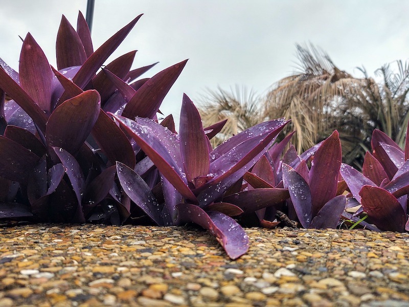 tradescantia-pallida-growing-outdoors.jpg