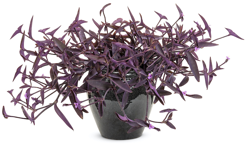 tradescantia-purple-queen-in-black-glazed-pot.jpg