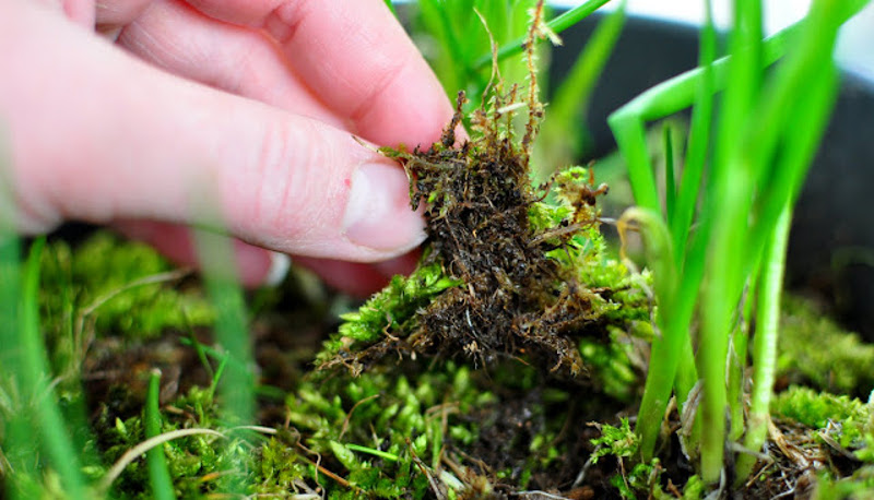 transplanting-moss-mat-on-the-ground.jpg