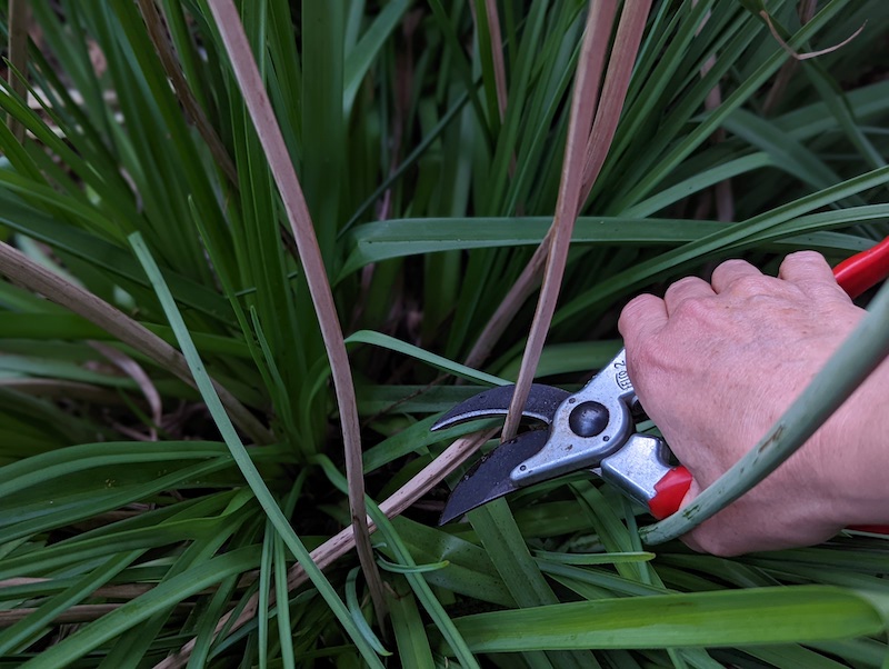 trimming-dried-kniphofia-flower-stems.jpg