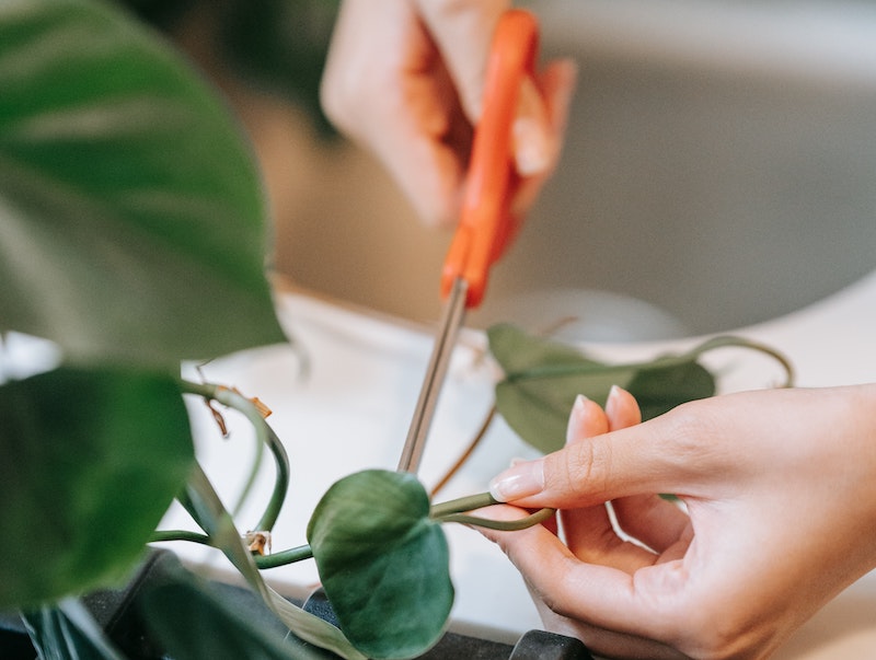 trimming-philodendron-vine.jpg