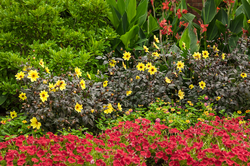 tropical-garden-with-dahlias-lantana-cannas-and-supertunia.jpg