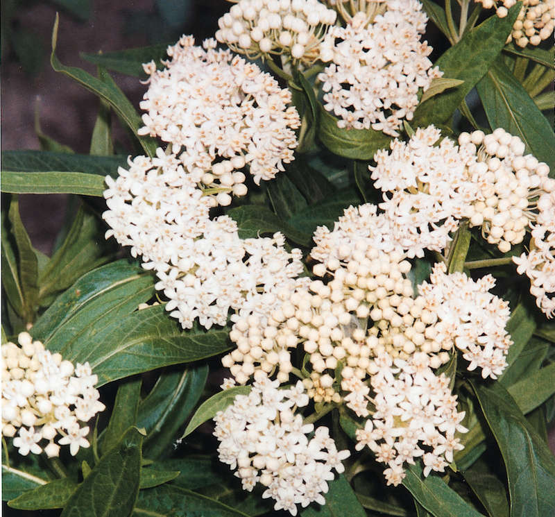 tropical-milkweed-white-flower-clusters.jpg