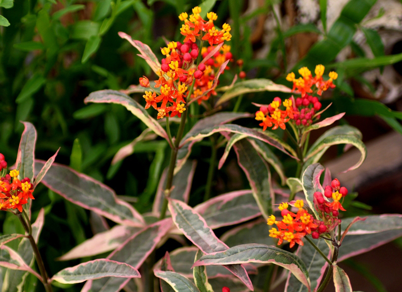 tropical-monarch-banquet-promise-milkweed.jpg