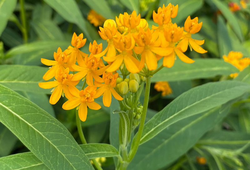 tropical-yellow-milkweed.jpg