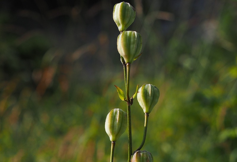 turks-cap-lily-seed-pods.jpg