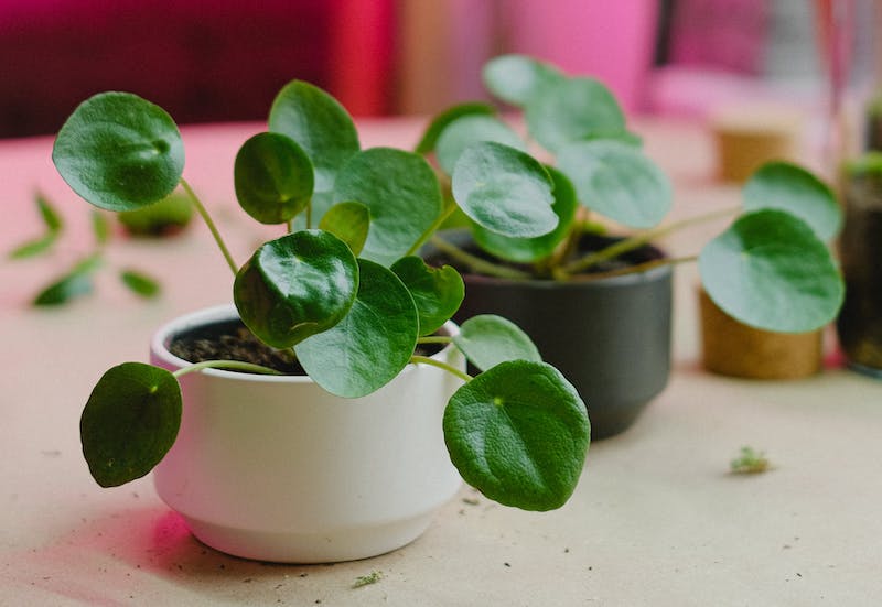 two-ceramic-pots-with-young-pilea-plants.jpg