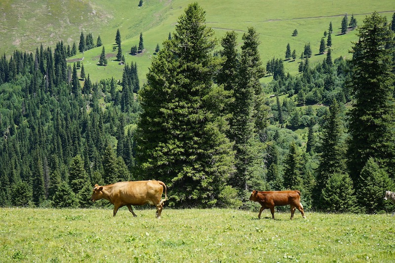 two-cows-near-evergreen-forest.jpg