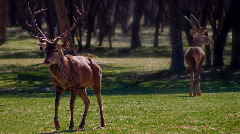 two-deer-in-wooded-landscape.jpg